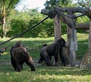 Общественности Евпатории предложили высказаться по созданию зоопарка