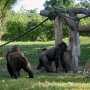 Общественности Евпатории предложили высказаться по созданию зоопарка
