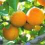 Крым потеряет 300 тонн фруктов из-за весенних морозов