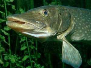 Крымчанин наловил рыбки на 12 тыс. гривен
