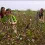 Директор школы в Бахчисарае заставляла детей работать на полях