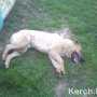 В Керчи снова травят животных: собака умирала на детской площадке