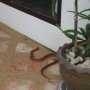 В Ялте в доме поймали змею