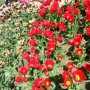 Никитский ботанический сад покажет «Парад тюльпанов»