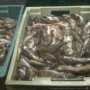 В Столице Крыма ликвидировали подпольный рыбный цех