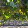 В Крыму требуется перезаложить 60% виноградников