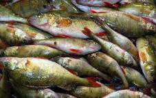 Браконьеры в Крыму наловили рыбы на 15 тыс. гривен.