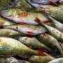 Браконьеры в Крыму наловили рыбы на 15 тыс. гривен.