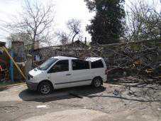 В Столице Крыма упавшее дерево повредило автомобили и газопровод