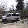 В Столице Крыма дерево раздавило машину