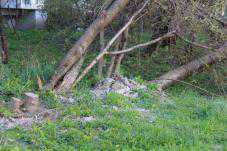 В Симферополе ветер повалил живые деревья