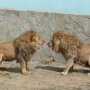 В сафари-парке «Тайган» выпустили львов на свободу