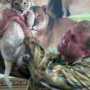 В сафари-парке «Тайган» слепая жертва пляжных фотографов родила львенка