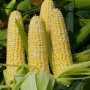 В Крыму кукурузу будут растить по уникальной технологии ха 1,8 млн долларов
