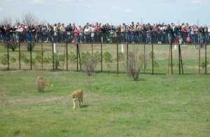 Посетители сафари-парка «Тайган» рисковали упасть ко львам