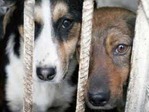 Дело об отравлении собак в Керчи закрыли