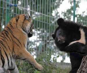 Для медведей и тигров в Крыму наметили создать отдельные парки