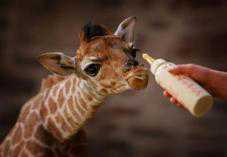 В «Тайгане» ждут рождения маленького жирафа