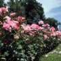 В Евпатории появился символ толерантности из роз
