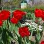 В ботаническом саду ТНУ цветут тюльпаны