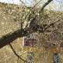 Во дворе школы в Евпатории рухнуло дерево