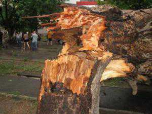 В Евпатории на школьном дворе упало старое дерево