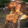 В Евпатории на школьном дворе упало старое дерево