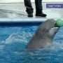 В Севастополе заблокировали работу дельфинария в Арт-Бухте