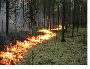 В Крыму уже готовятся к лесным пожарам
