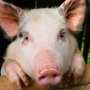 В Украину запретили ввозить свинину из Беларуси