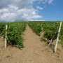 Совмин договорился с голландцами развивать виноградарство в Крыму