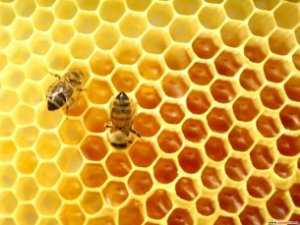 Симферопольские пчелы кусают прохожих