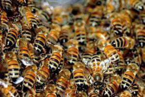 На симферопольцев снова накинулись пчелы