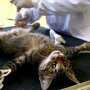«Четыре лапы» пообещали провести стерилизацию всех бездомных животных в Евпатории