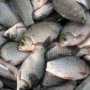 В Джанкое в этом году незаконно наловили свыше тысячи килограммов рыбы