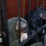Суд в Столице Крыма дал тюремные сроки семерым членам банды «Башмаки»