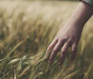 Посевы зерновых в Крыму оказались в критическом состоянии