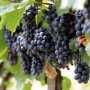 В Крыму проводятся бесплатные виноградные экскурсии