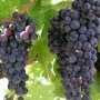 В Крыму проводят экскурсии по виноградникам