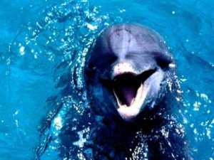 Учёные выясняют, что убивает дельфинов в Крыму