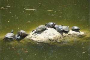 В пруду Гагаринского парка Симферополя теперь разводят черепашек