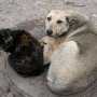 Бездомные животные «вызвали» в Симферополь международную помощь