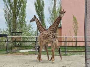 В Крыму родился первый в Украине жираф