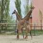 В Крыму родился первый в Украине жираф