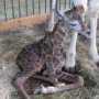 В сафари-парке «Тайган» родился маленький жираф