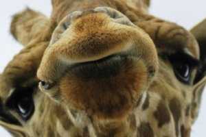 В сафари-парке «Тайган» родился первый в Украине маленький жираф