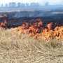 Под Севастополем резко выросло число пожаров на местности