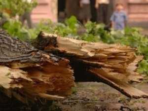 Сухое дерево изуродовало лицо девочке в Крыму