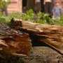 Сухое дерево изуродовало лицо девочке в Крыму