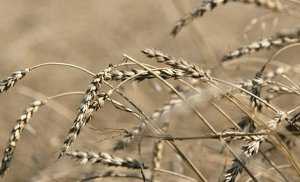 В Кировском районе погибло более 50% посевов зерновых